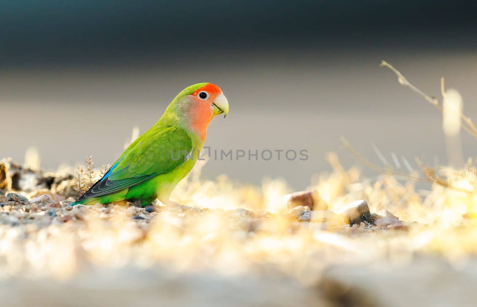 Red Headed Lovebird perched on the ground by Rajh_Photography