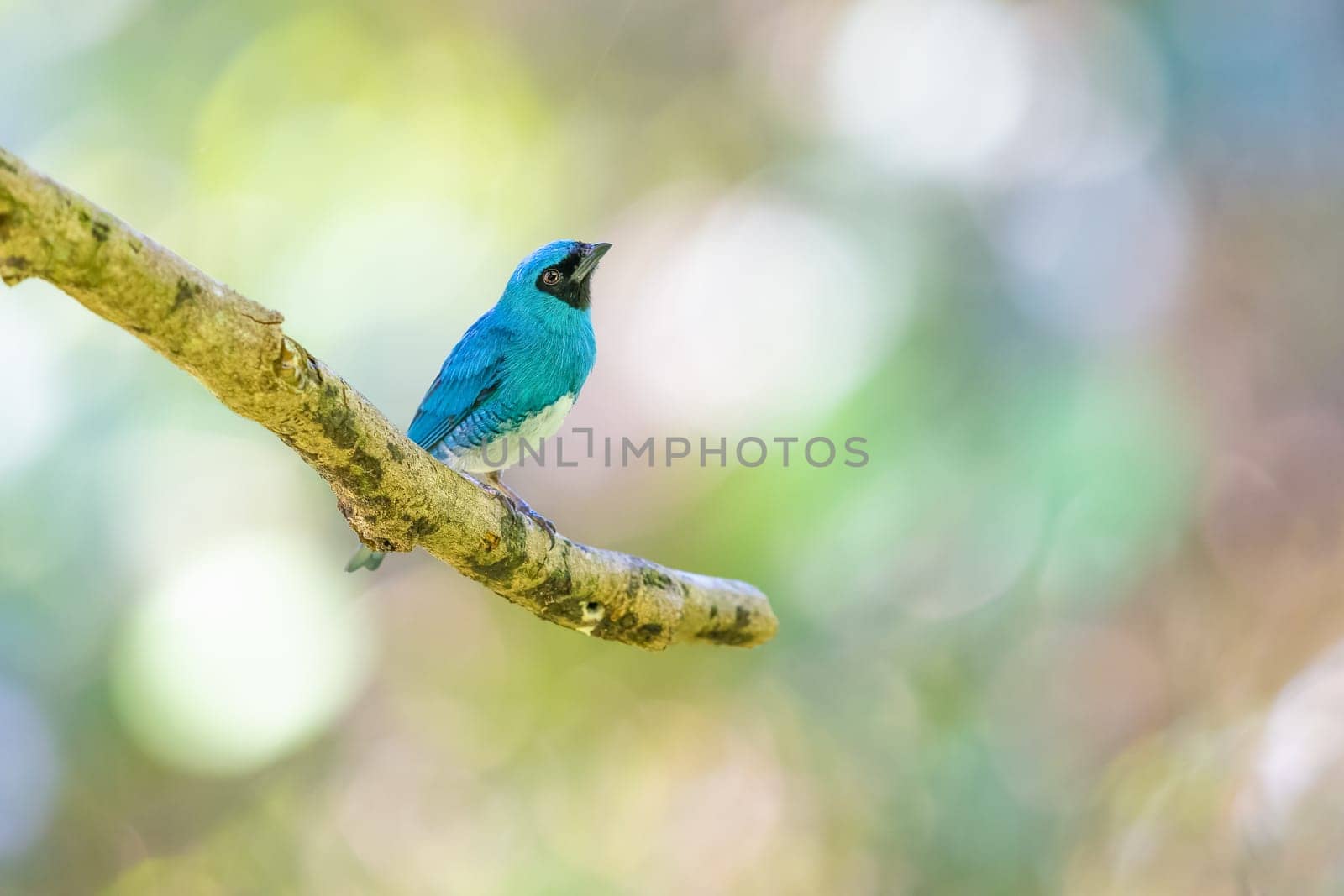 Swallow Tanager perched on a tree branch in Colombia