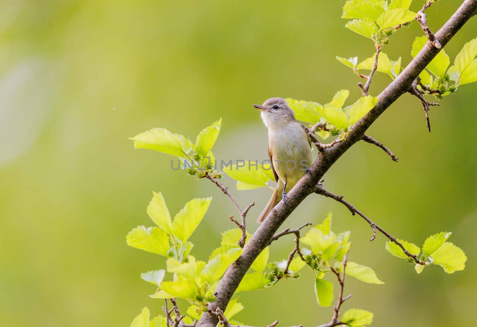 Warbling Vireo warbling from the tree tops in Ohio