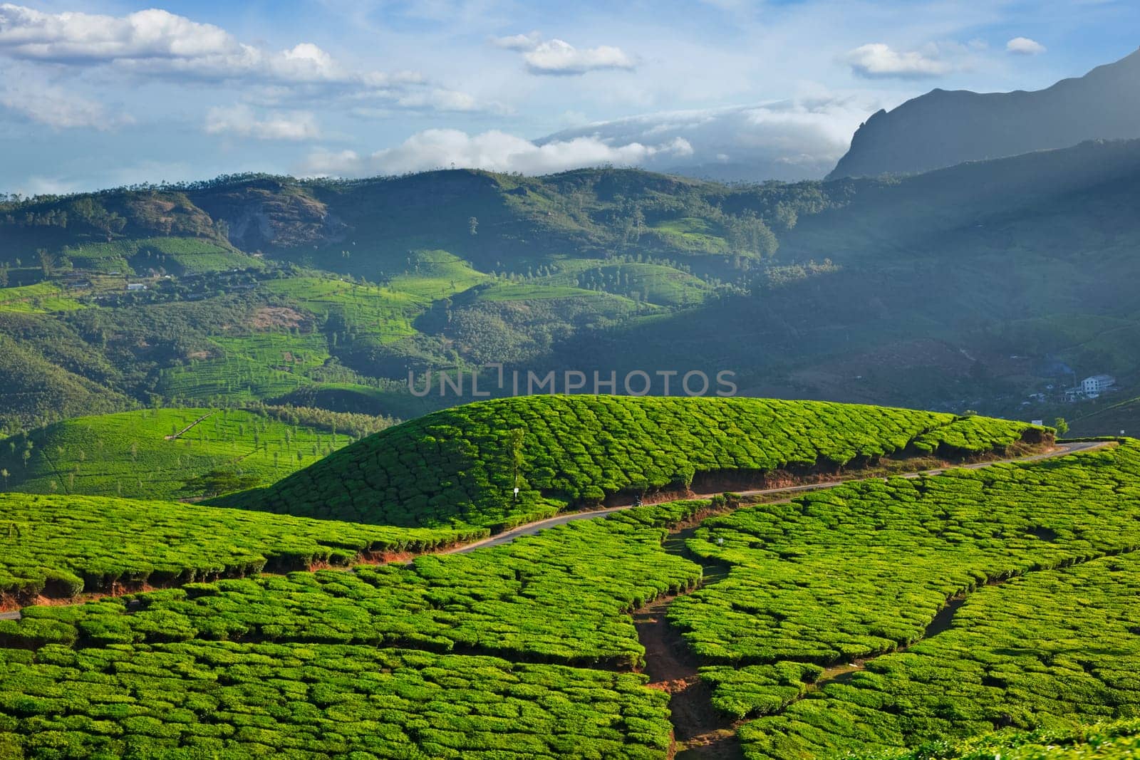 Tea plantations, India by dimol