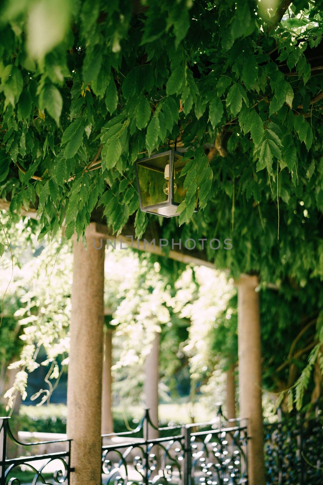 Glass cubic yellow lamp hangs from a beam of a green pergola in a garden by Nadtochiy