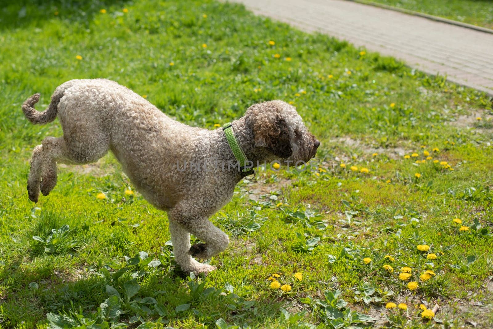 Dog in park in summer. Walking with pet. Beautiful puppy. Curly wool.