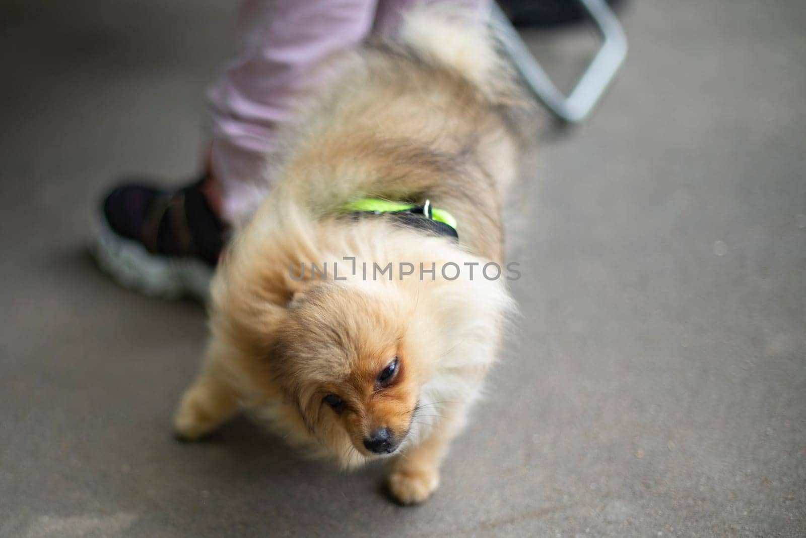 Cute dog shaking his coat. Small breed of dog. Cute pet. Animal on walk.