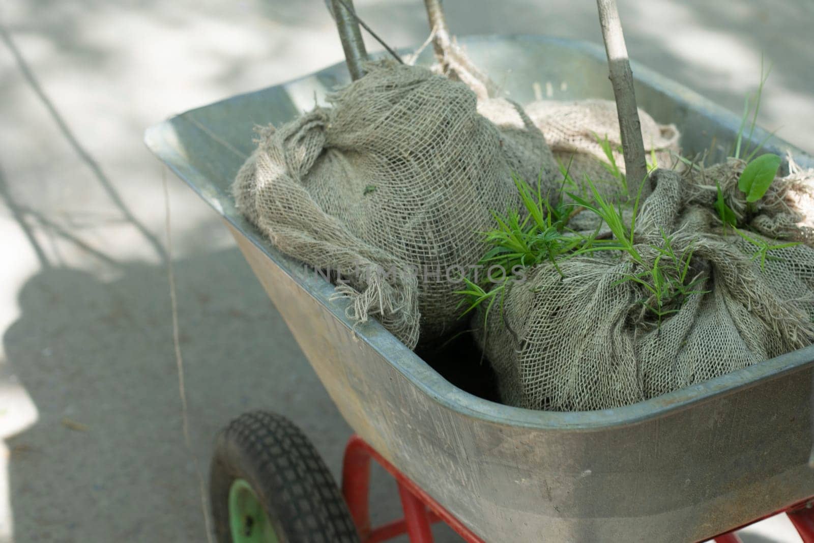 Garden cart. Seedlings in garden cart. Gardener's job. Planting trees.