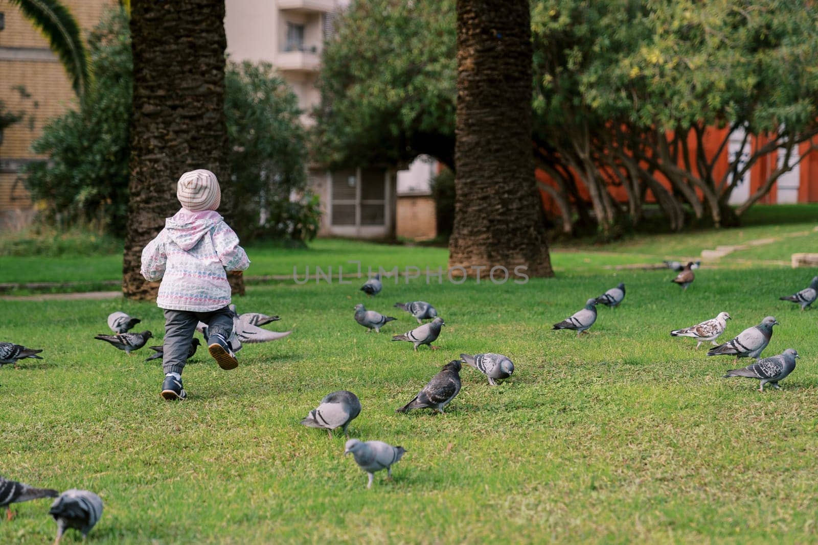 Little girl chasing pigeons on the green lawn in front of the house. Back view. High quality photo