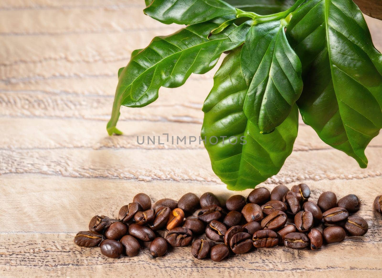 coffee seed and coffee leaf frame with floor copy space background