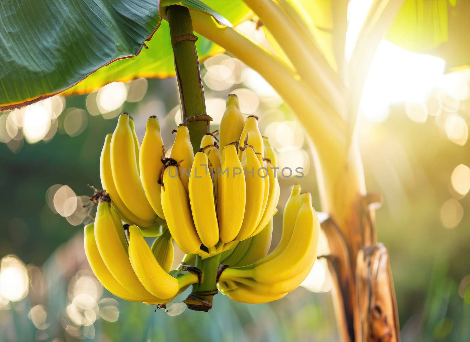 Yellow Banana grows on a tree in the harvest garden on everning sun flare.