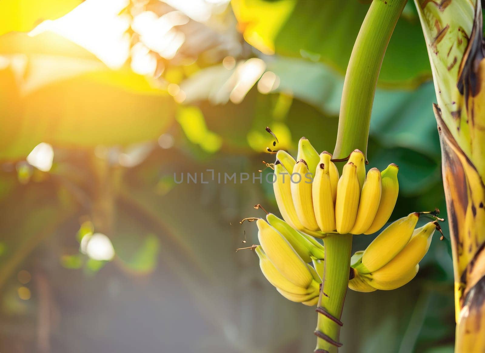 Yellow Banana grows on a tree in the harvest garden on everning sun flare.