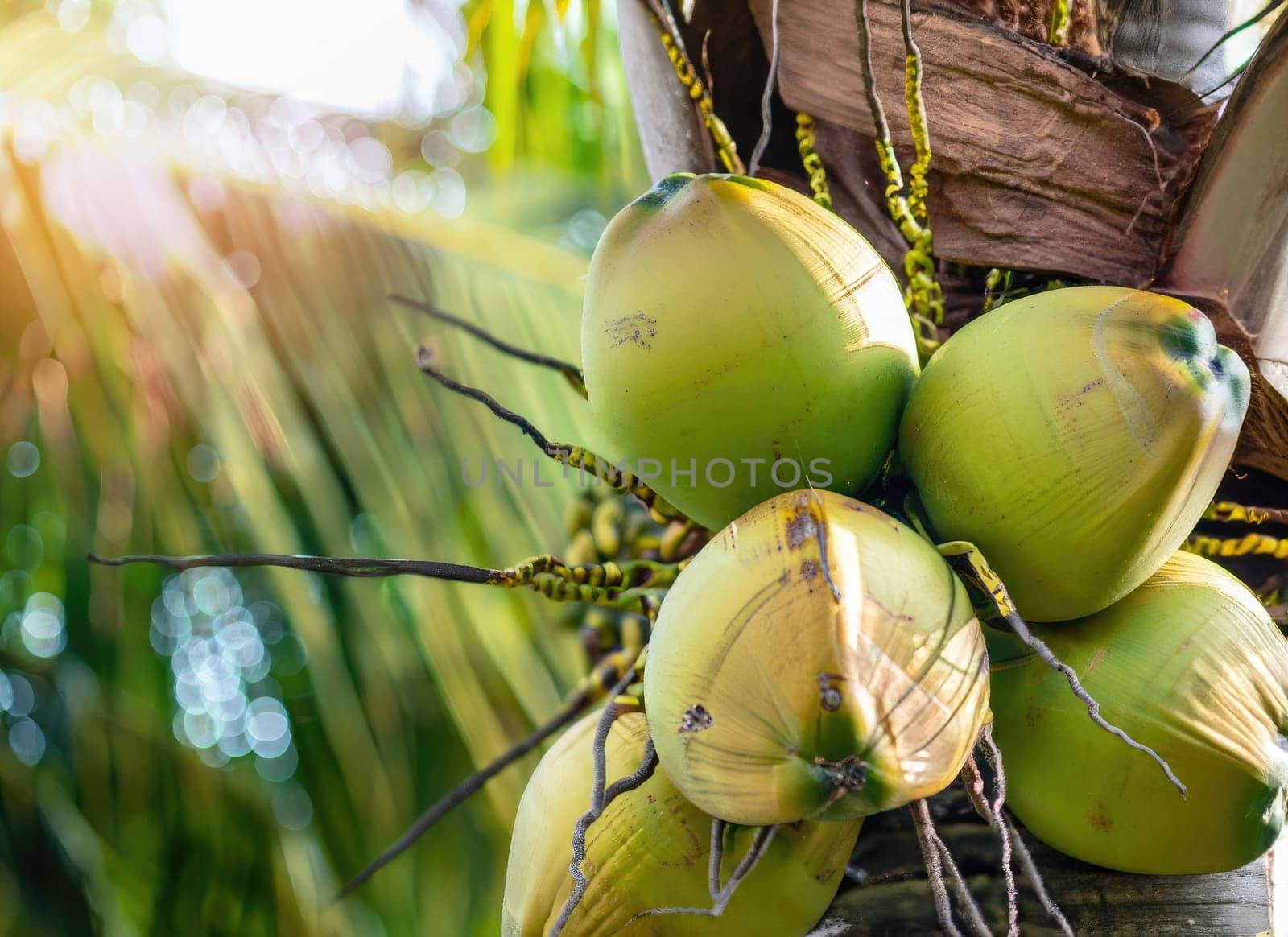 Coconut grows on a tree in the harvest garden on everning sun flare. AI Generated. by PeaceYAY