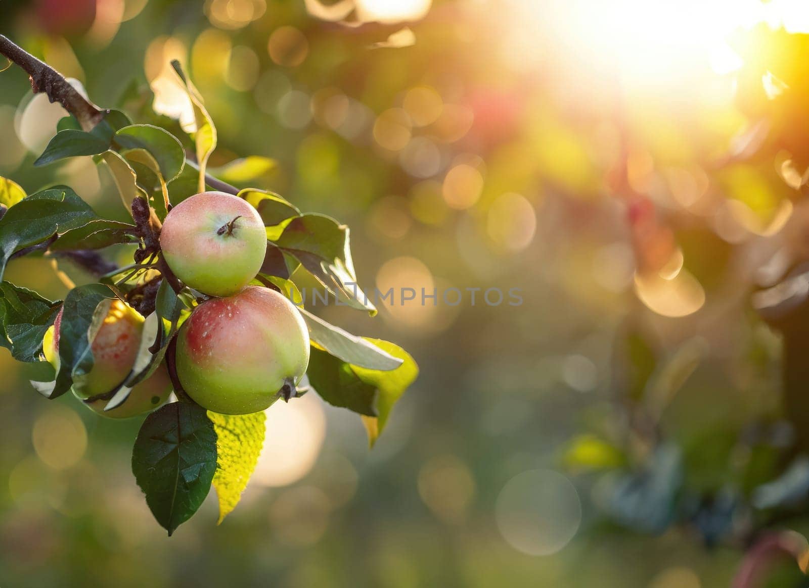 apple grows on a tree in the harvest garden on everning sun flare with rainy day. copy space background. AI Generated. by PeaceYAY