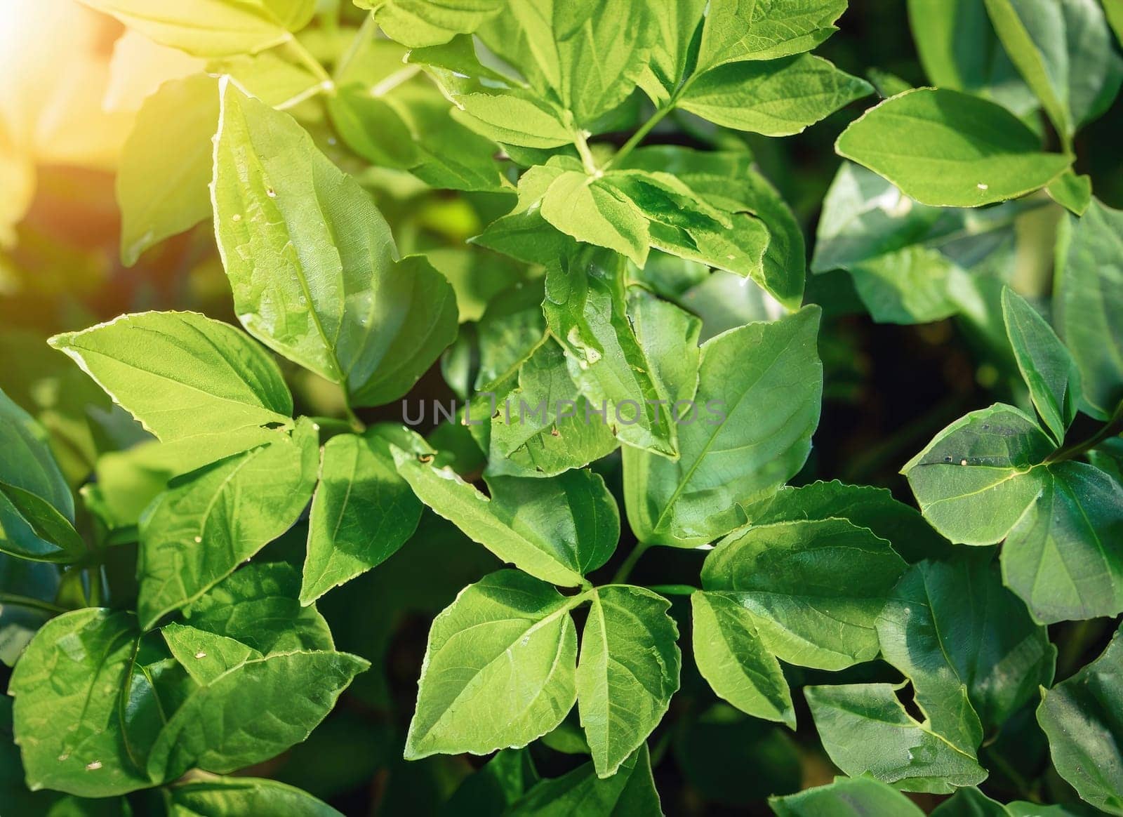 Green plant leaves background, top view. Nature spring concept. AI Generated. by PeaceYAY