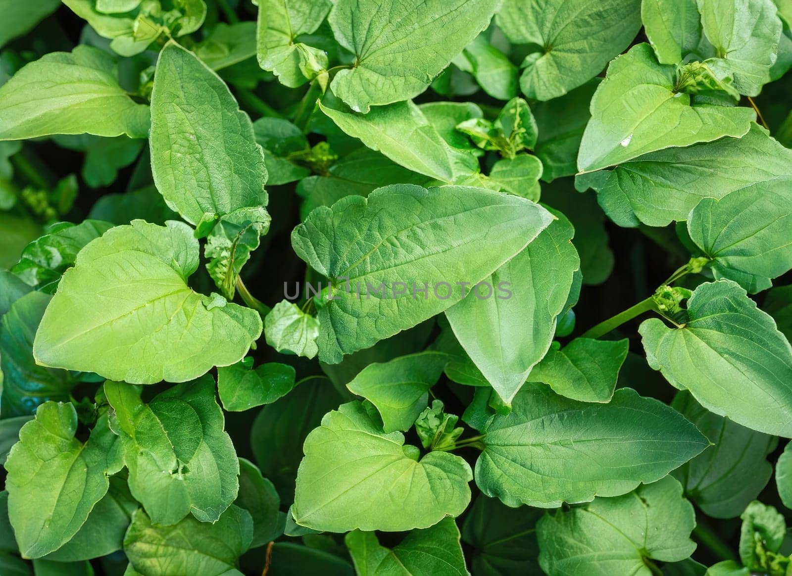 Green plant leaves background, top view. Nature spring concept.