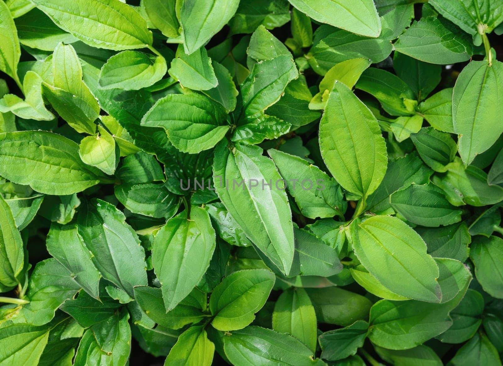 Green plant leaves background, top view. Nature spring concept.