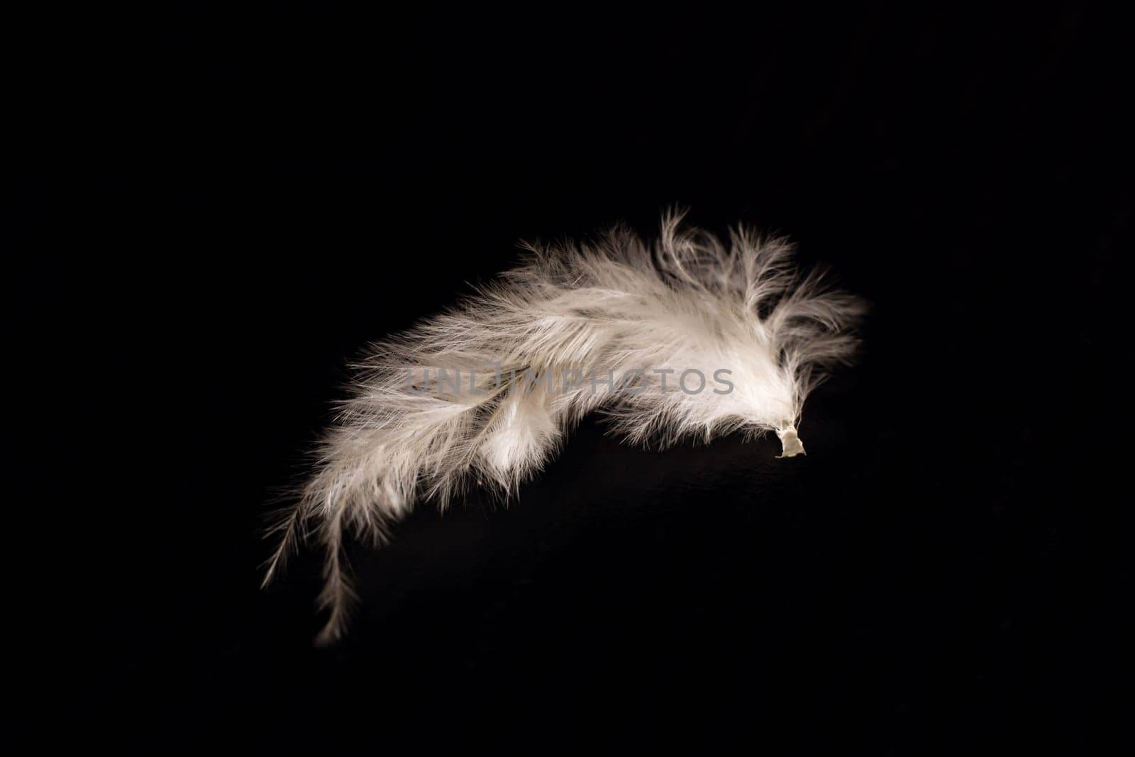 White little feather on a black background with copy space