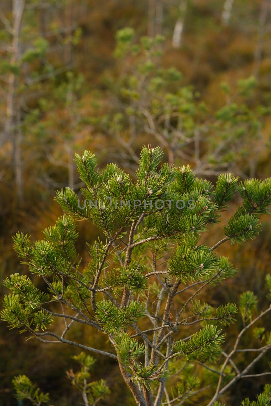Spruce branches in the swamp in the Yelninsky Nature Reserve, Belarus, Ecosystems environmental problems climate change.