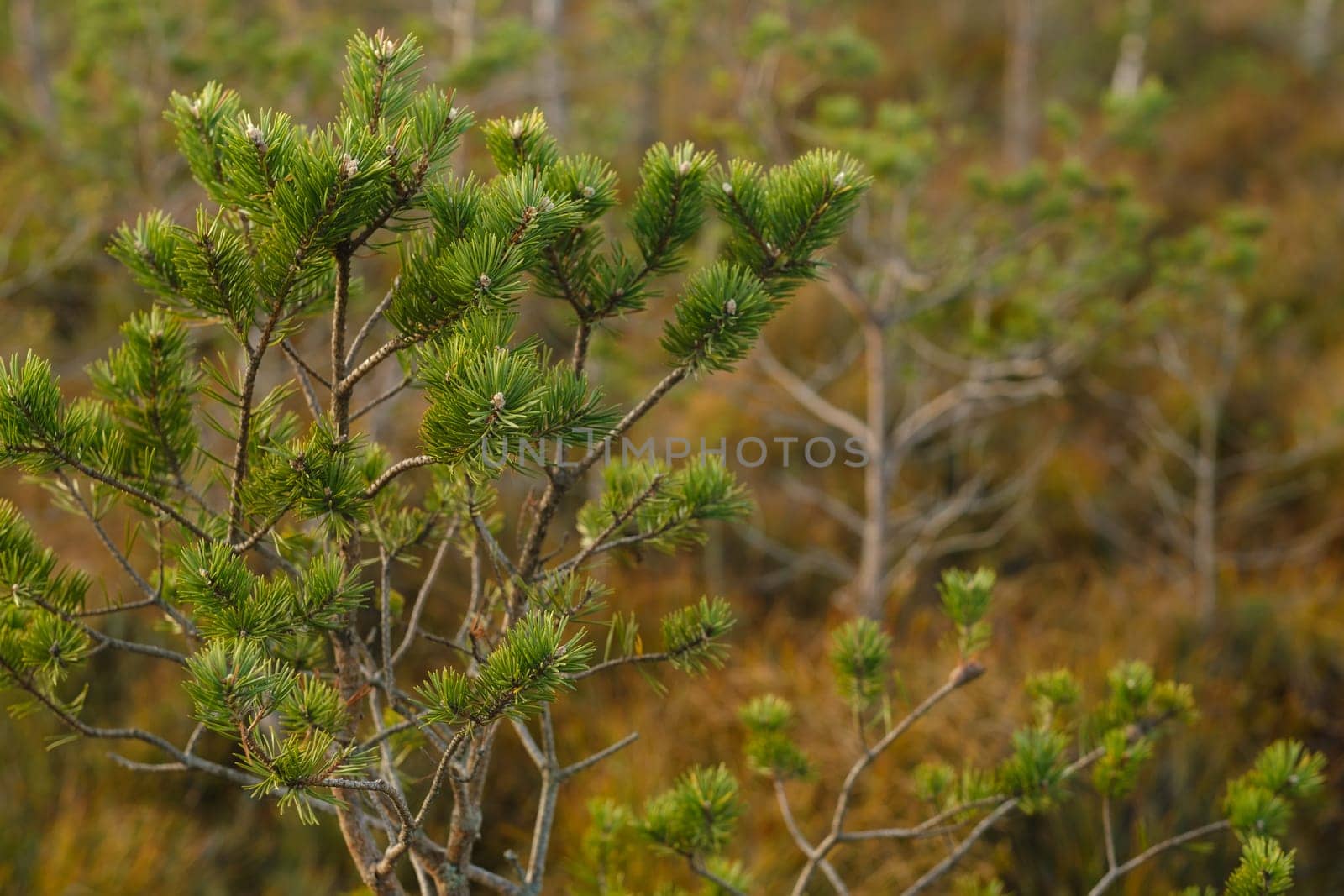 Spruce branches in the swamp in the Yelninsky Nature Reserve, Belarus, Ecosystems environmental problems climate change.