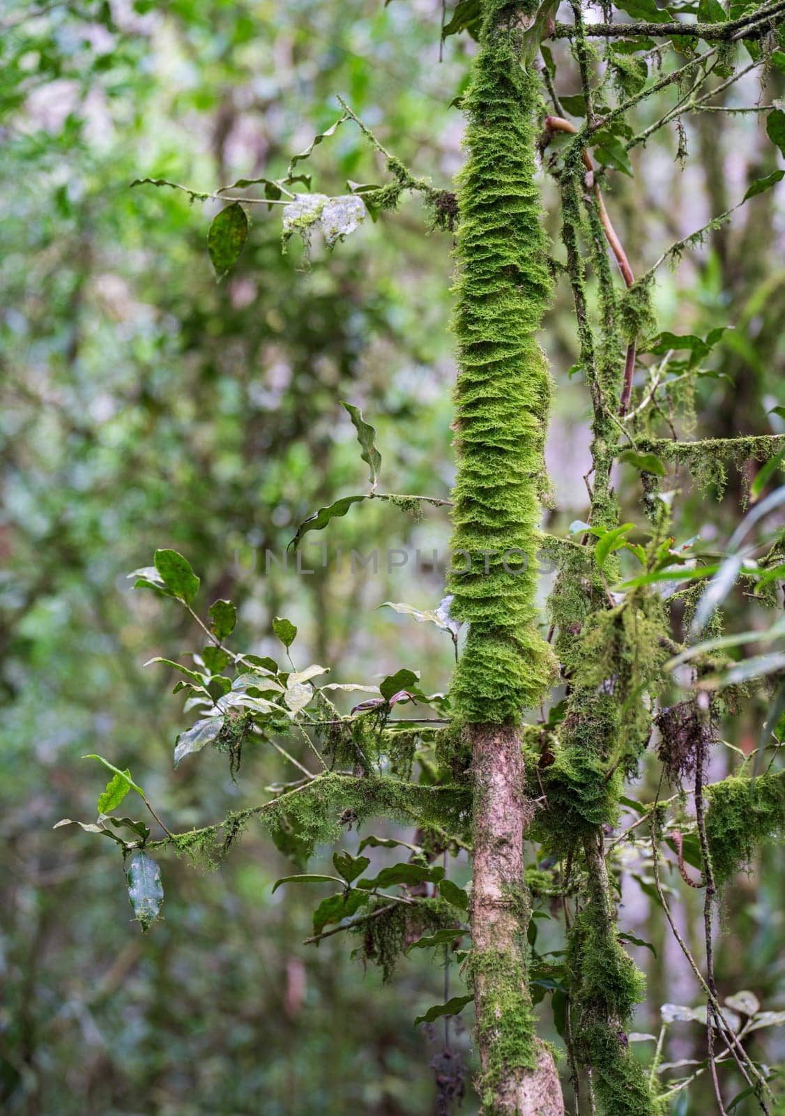 Close-up view of a moss-covered tree trunk signifies high humidity and purity in the forest environment.