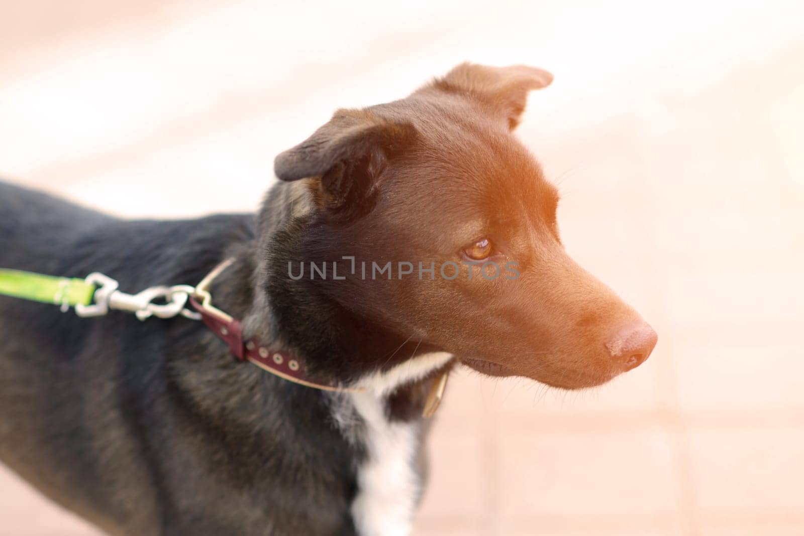 Portrait of animal. Black mongrel dog in the city street
