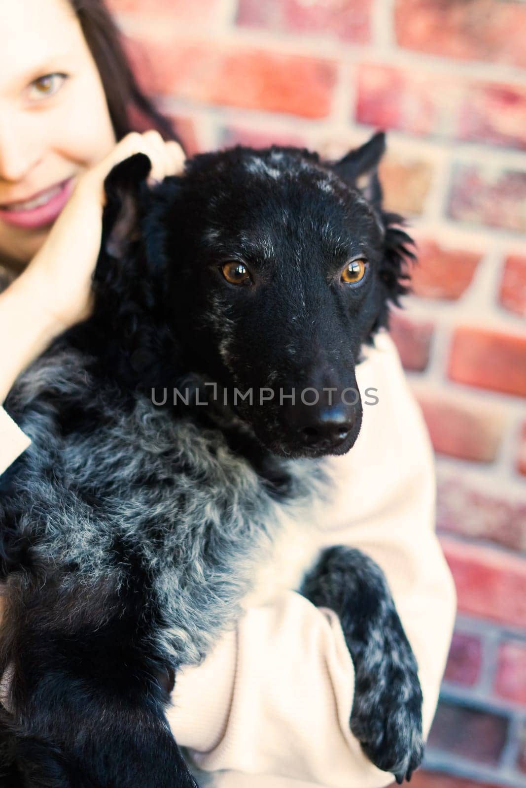 Happy lady in a casual wear hugging purebred pet dog, mudi with owner over studio background.