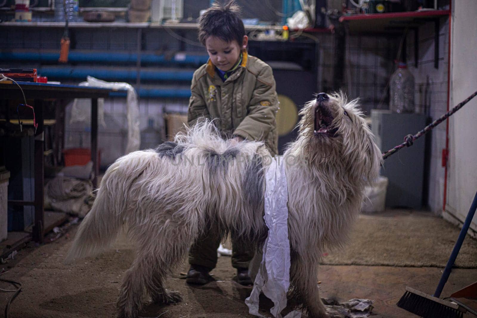 Child scratches dog. Little boy and big dog. Dog in workshop. Child with pet.