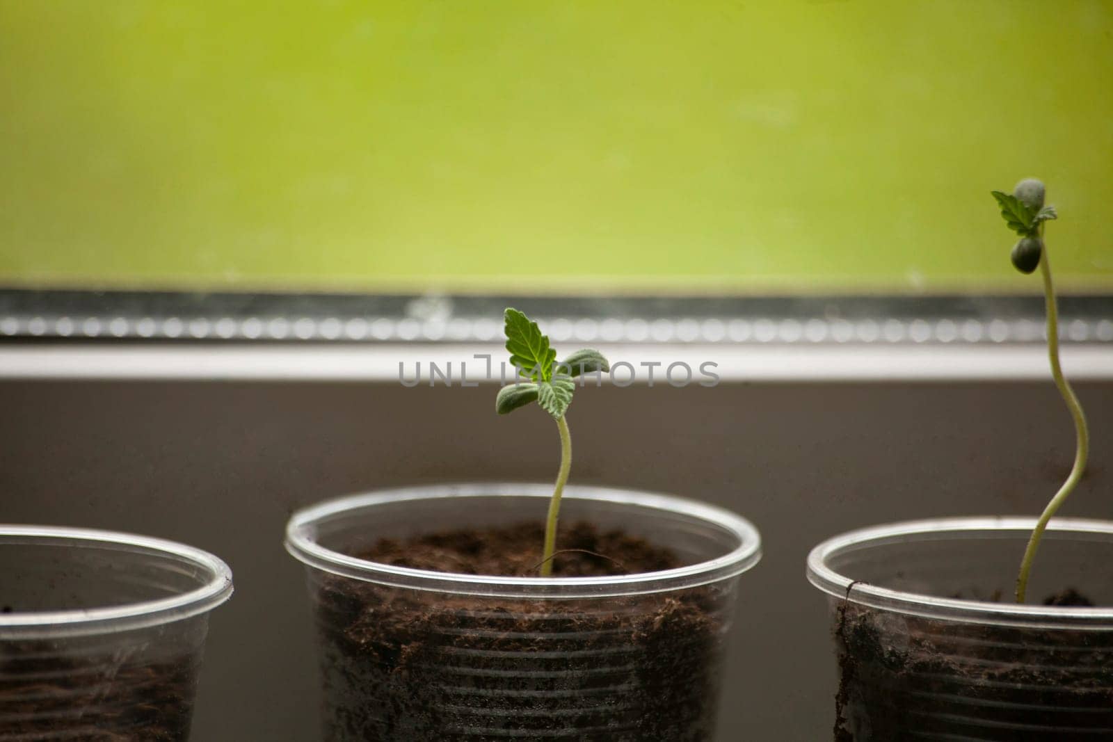Sprout of marijuana in ground. Growing plants at home. Sprout on window. Growing cannabis at home.