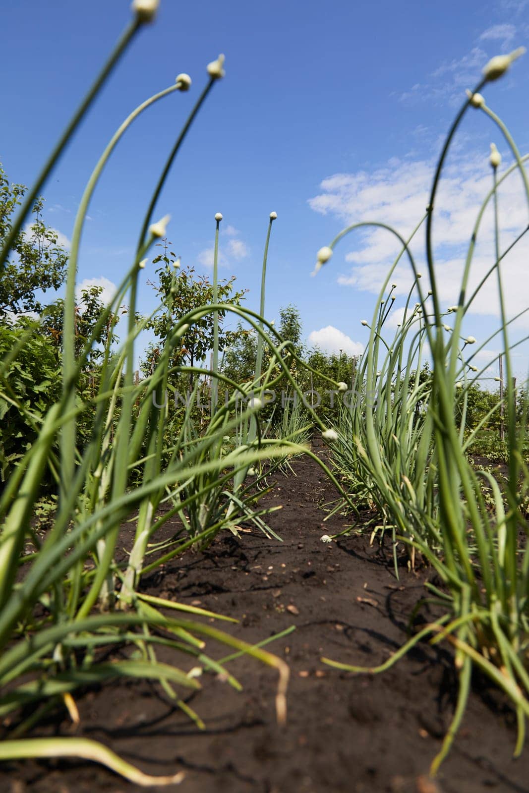 Organically grown onions with bud on a stalk of plant