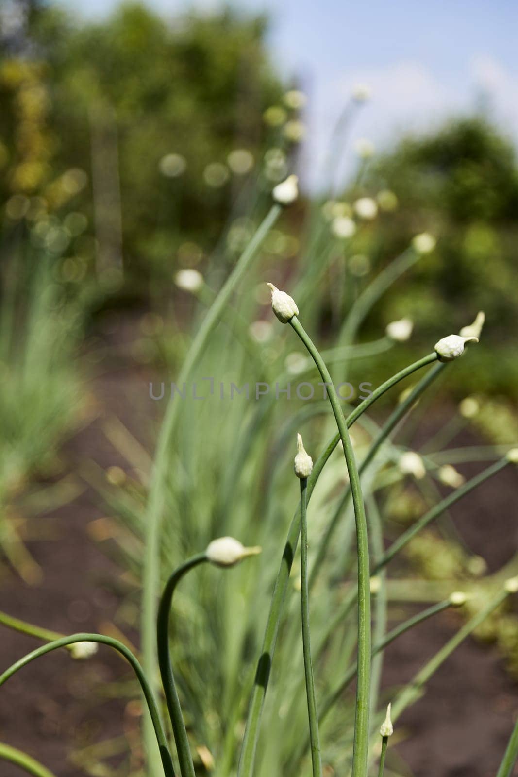 Organically grown onions with bud on a stalk of plant