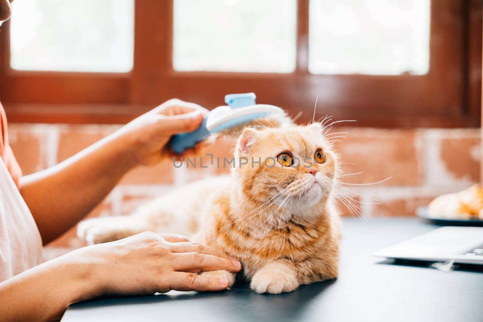 A woman, in her elderly years, engages in grooming her Scottish Fold cat to remove old fur. The bond between them is evident, adding happiness to their home. by Sorapop