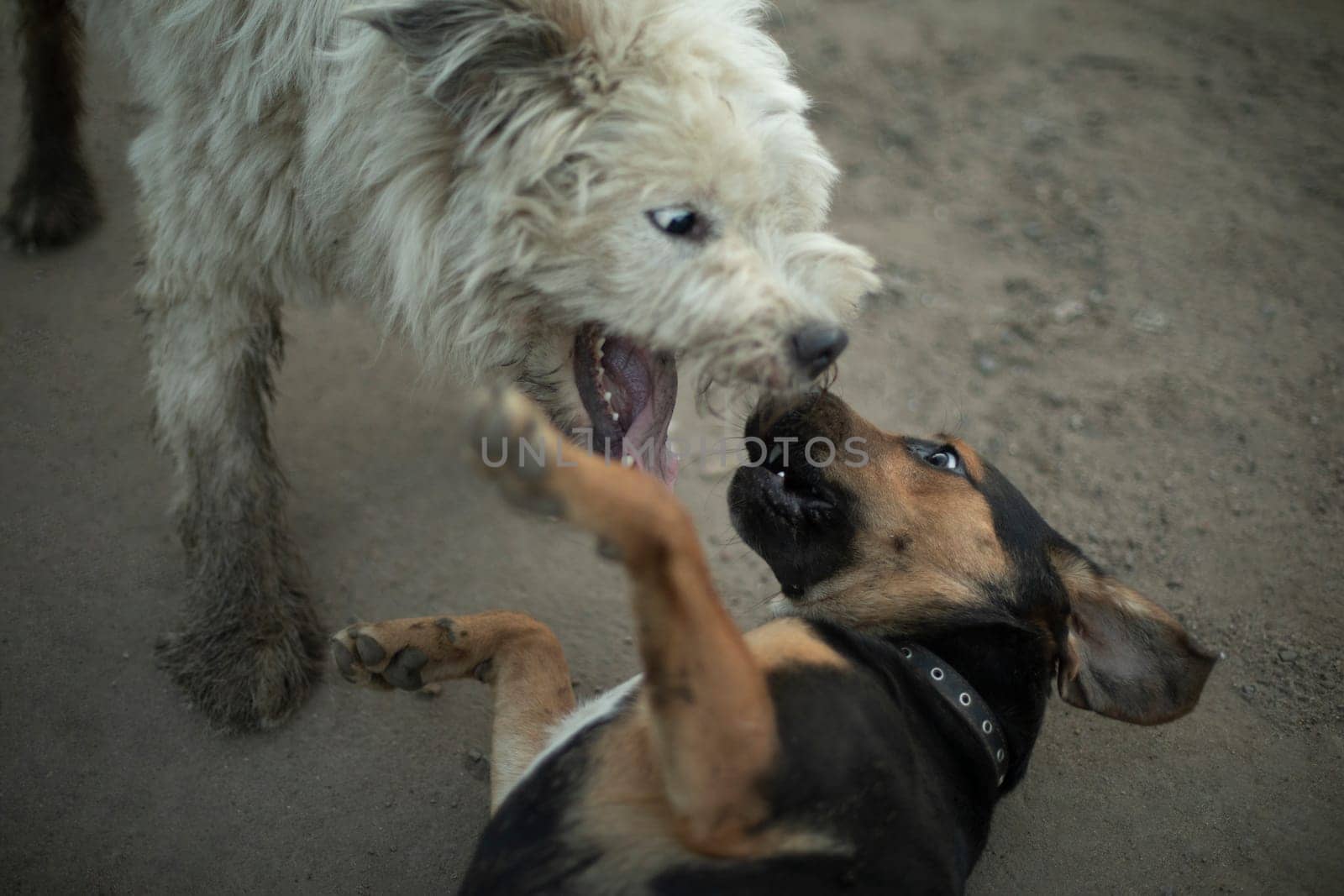 Dogs fight. Animal fighting. Pet bite. Fight of beasts. Aggression in nature.