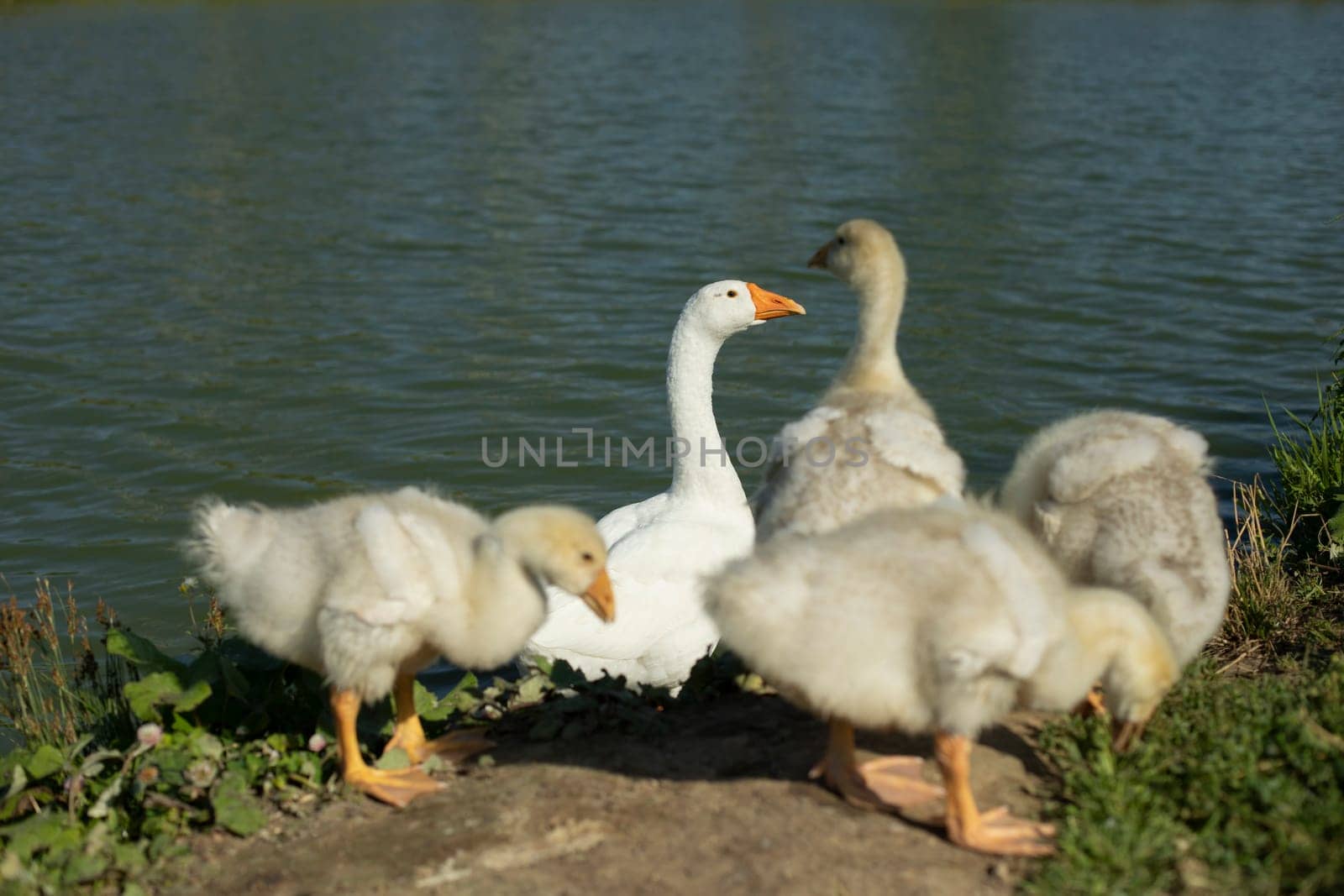 Geese on farm. Goose family in summer. Water birds on shore of pond. by OlegKopyov