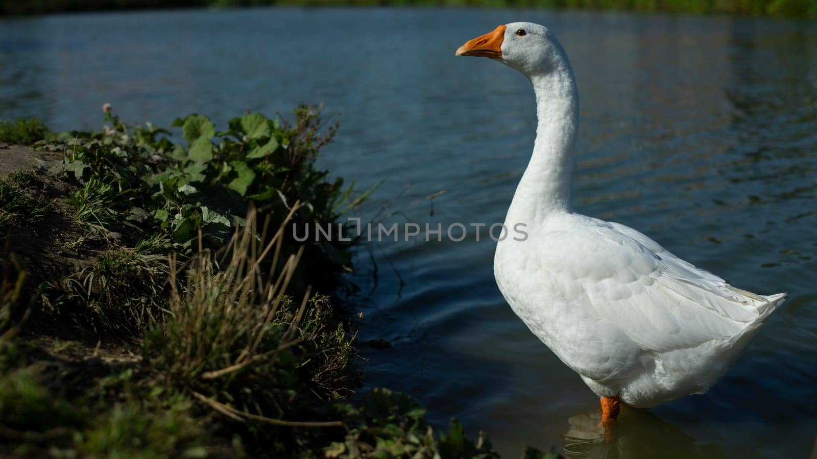 Goose on water. White goose close-up. Waterbird in summer. Farm details. by OlegKopyov