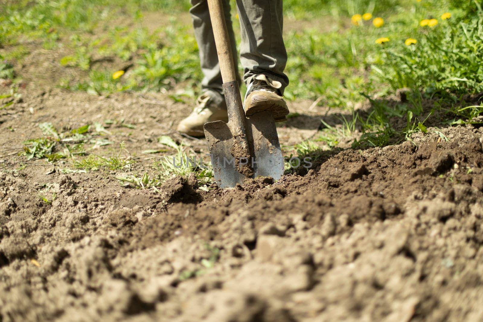 Guy is digging ground in garden. Planting potatoes in Russia. Gardener is working. Digging up soil. Garden tools.