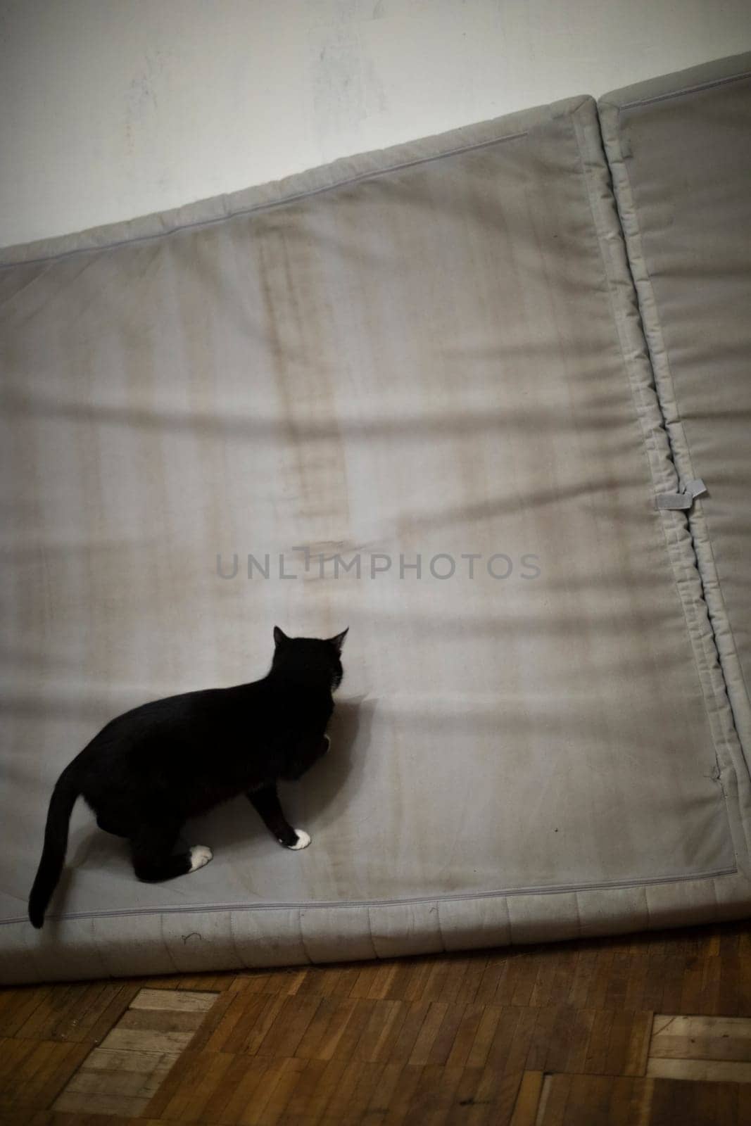 Cat is full on mattress. Animal wants to ruin mattress. by OlegKopyov