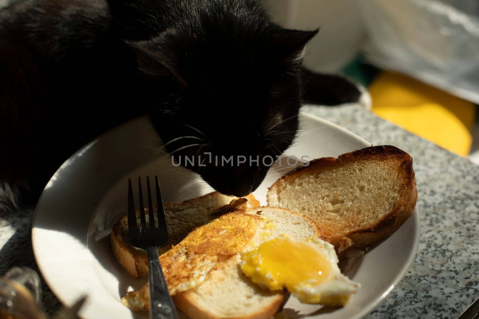 Cat eats from plate. Pet on table. Animal steals food. Black cat at home.