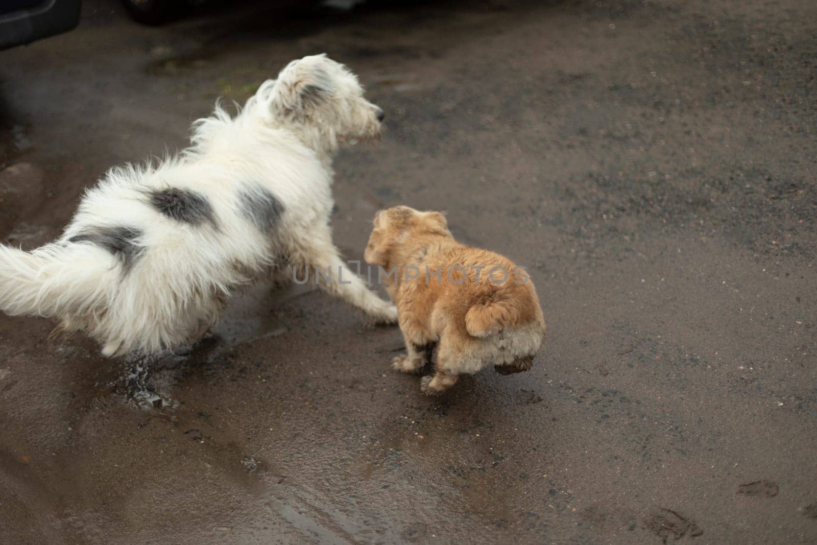 Dogs of different sizes. Dogs play on street. by OlegKopyov