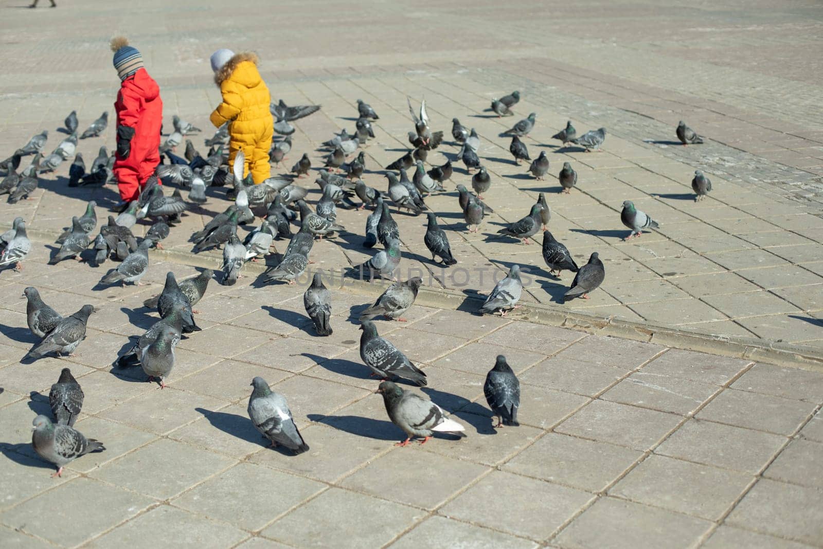 Pigeons in square. Children walk among birds. City pigeons and children.