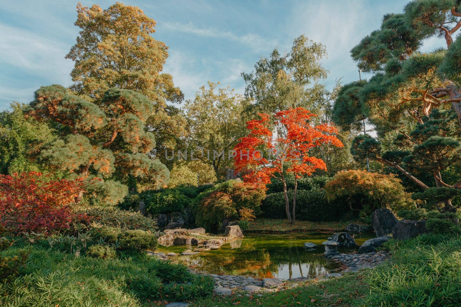 Beautiful Japanese Garden and red trees at autumn seson. A burst of fall color with pond reflections.