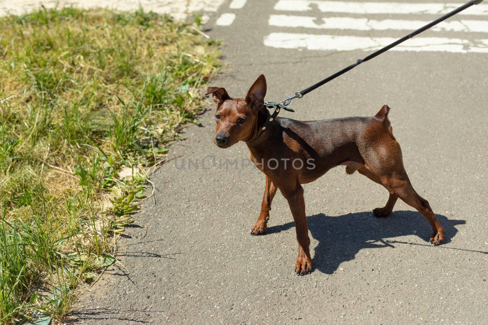 Small breed dog on walk. Small dog in summer. Walking pet on leash. Animal on street.