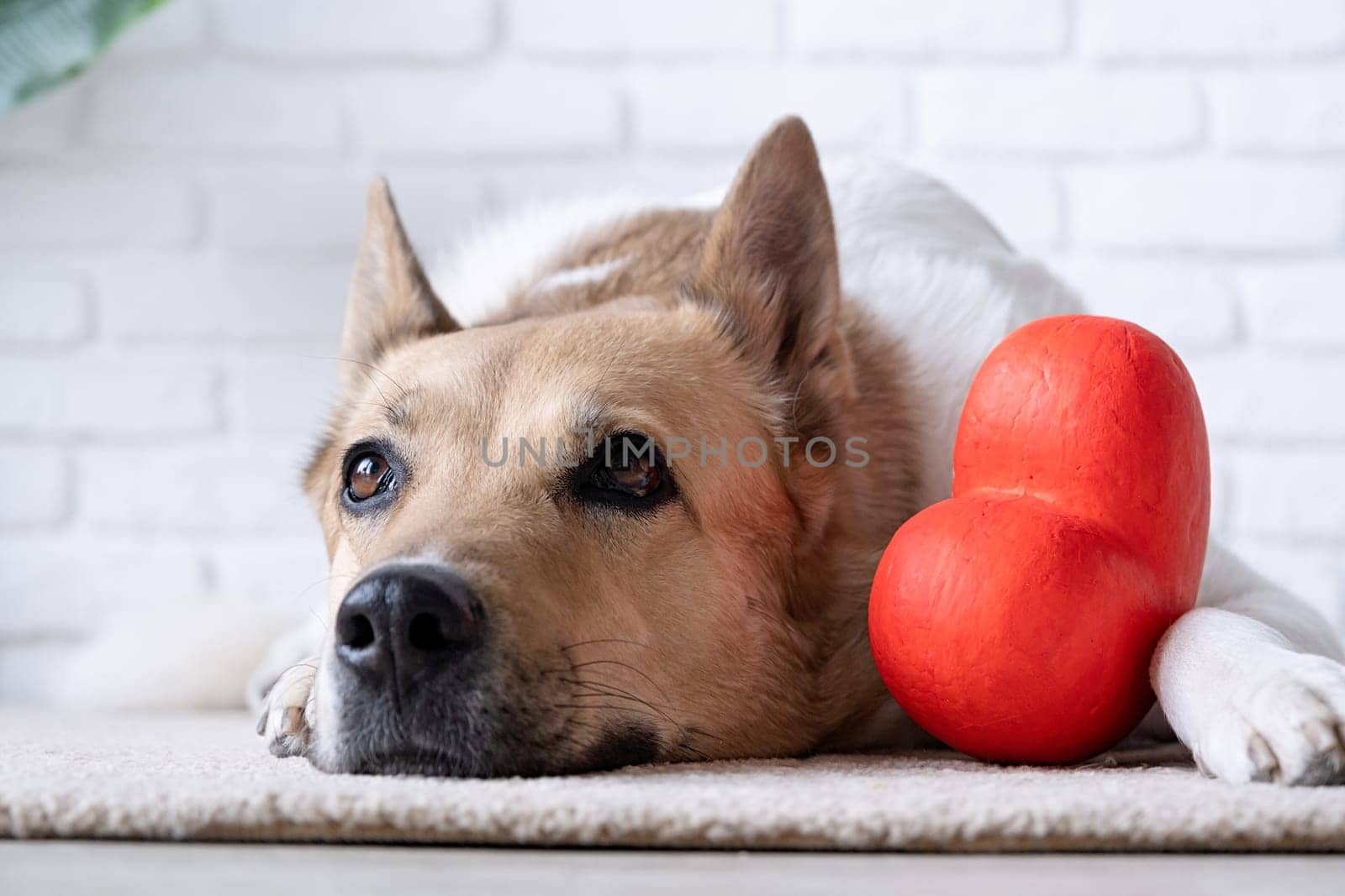 dog holding red heart, lying on rug at home by Desperada