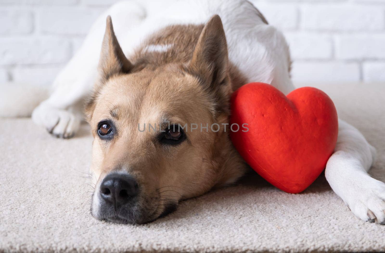 dog holding red heart, lying on rug at home by Desperada