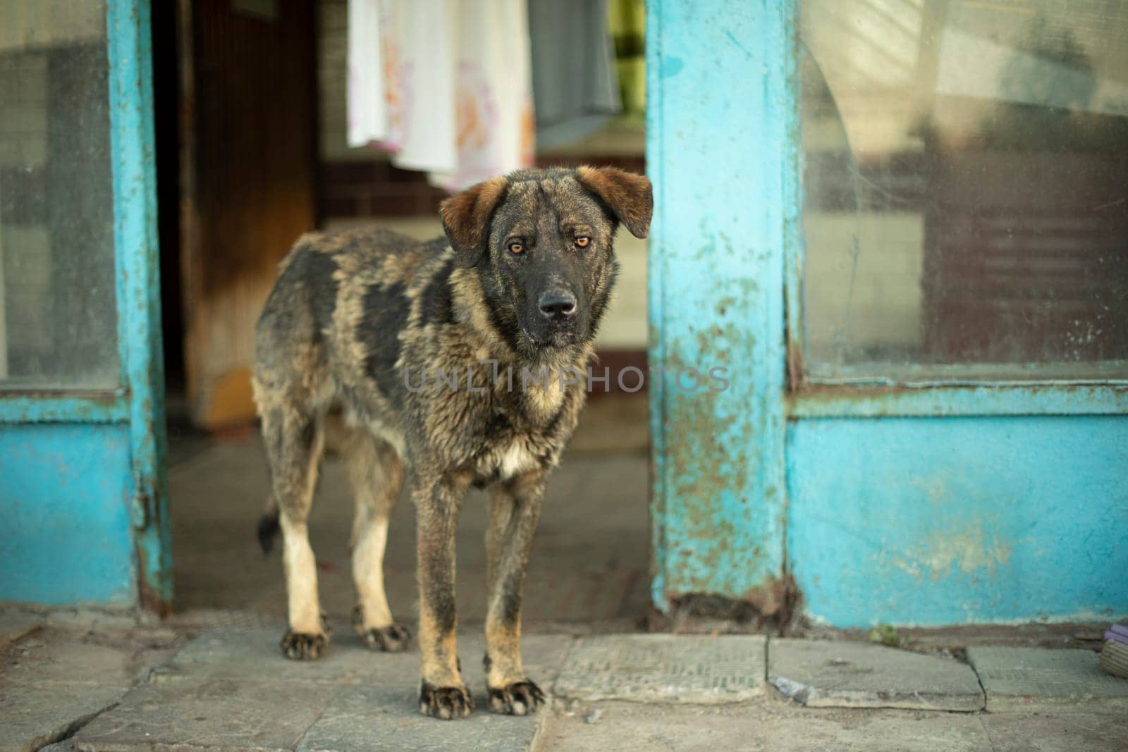 Stray dog on street. Dog is in town. Details of animal's life without home. by OlegKopyov