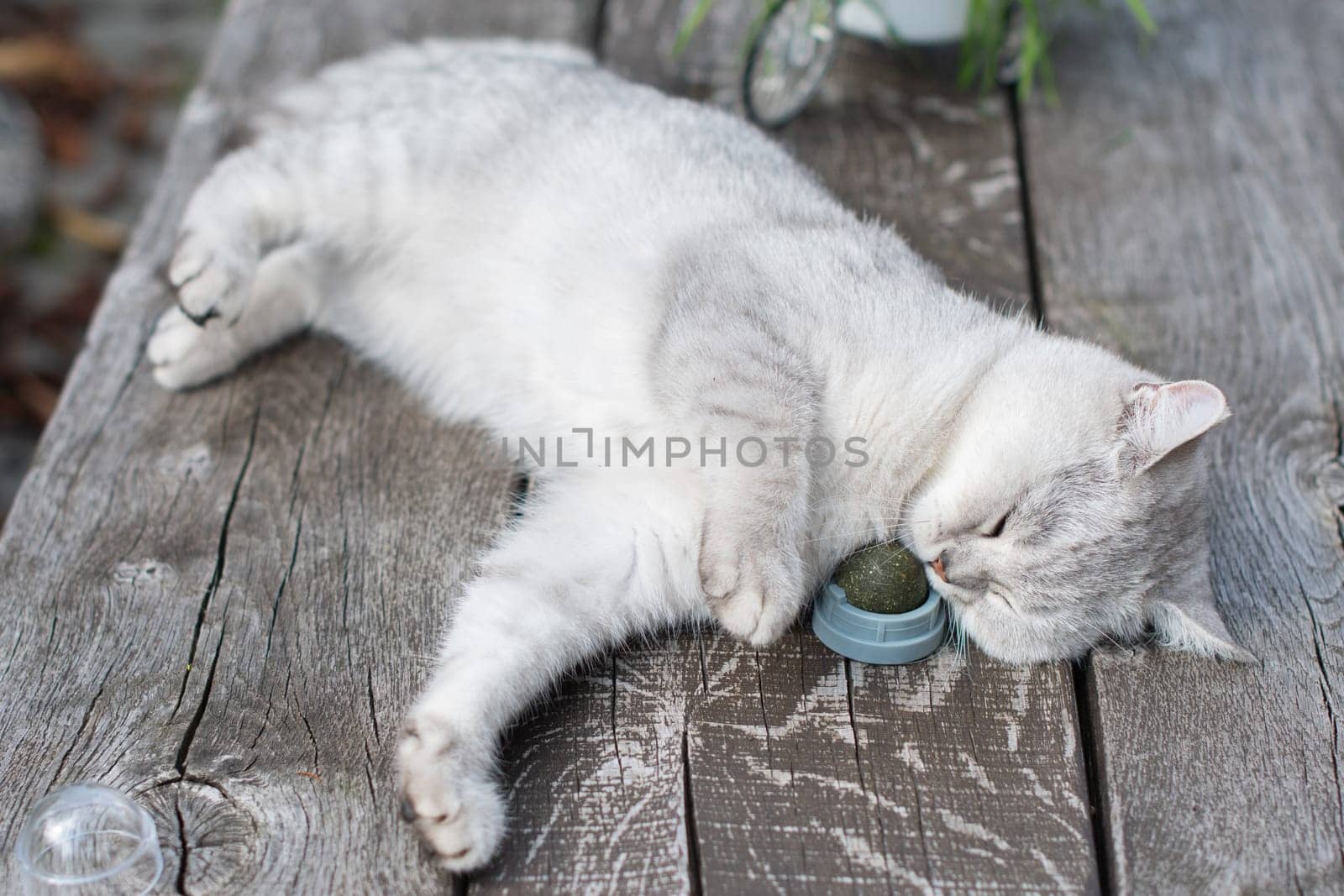 Playful cat Scottish silver kitten licks a ball of catnip while lying on a wooden table on the terrace in the garden, carefree peaceful life of a pet, High quality photo