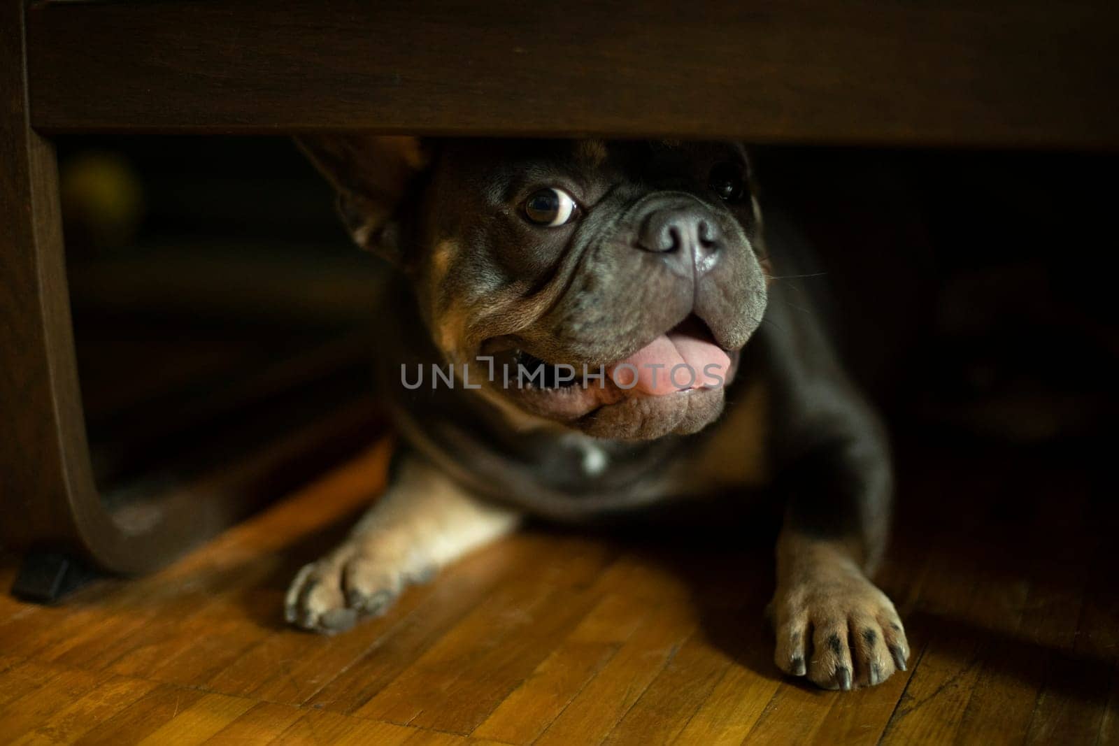 Dog on floor. Small breed of dog. Animal is at home. Cute puppy.