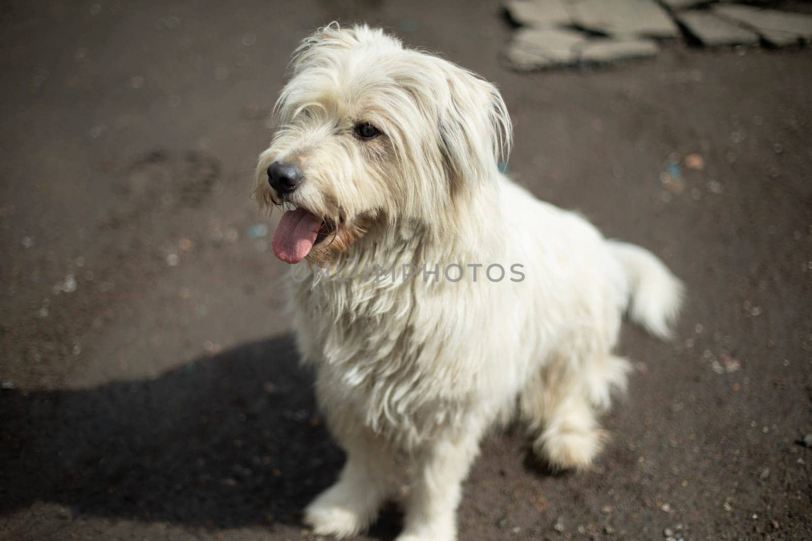 Dog with thick white coat. Animal on street in city. Cute pet.