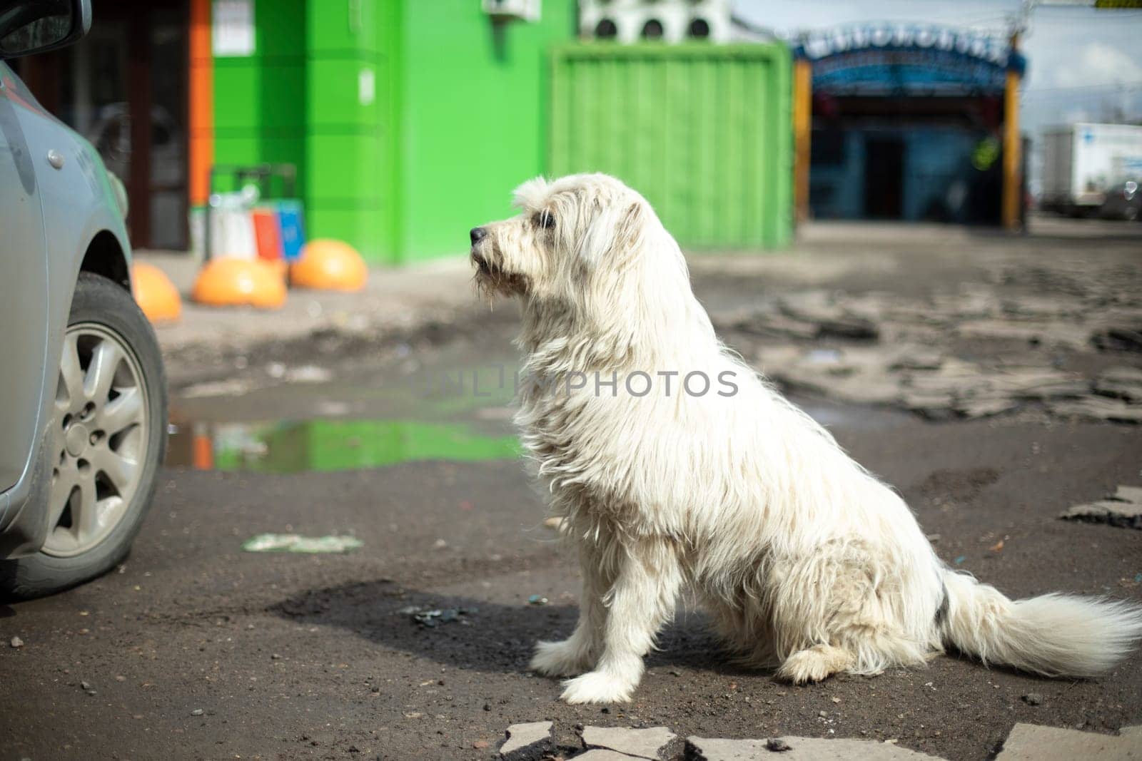 Dog with thick white coat. Animal on street in city. Cute pet.