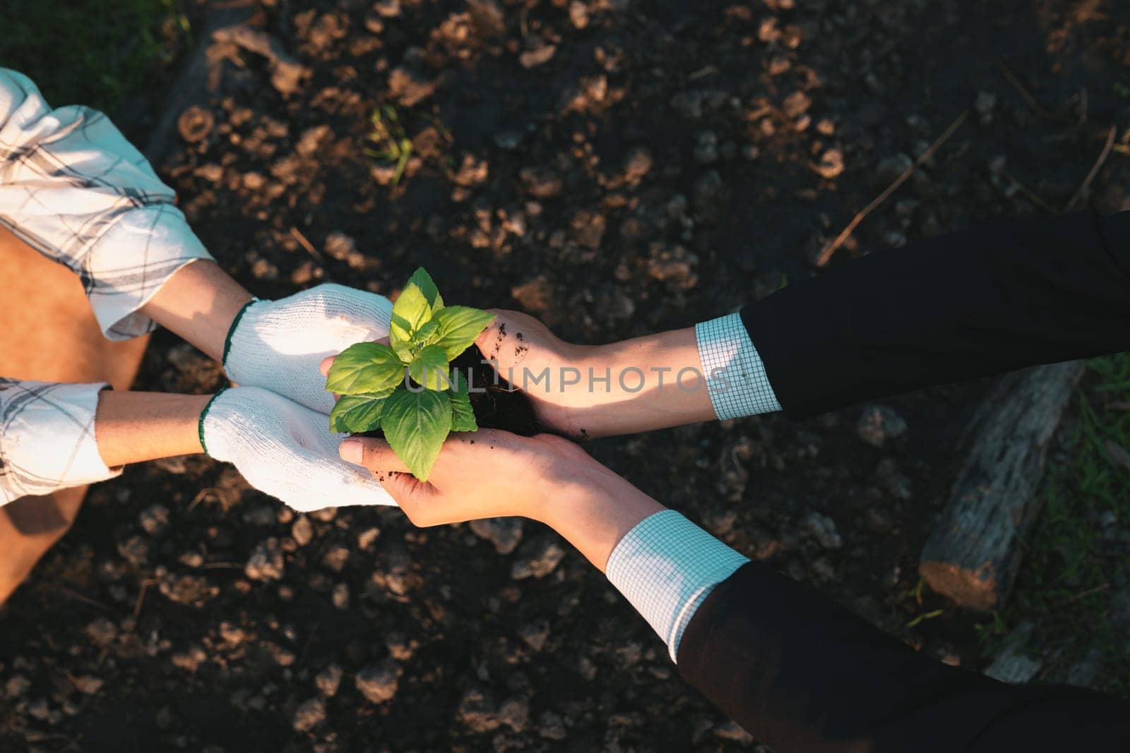 Eco-business company empower farmer with eco-friendly farming practice and clean agricultural technology. Cultivate sustainable future nurturing plants to grow and thrive. Gyre