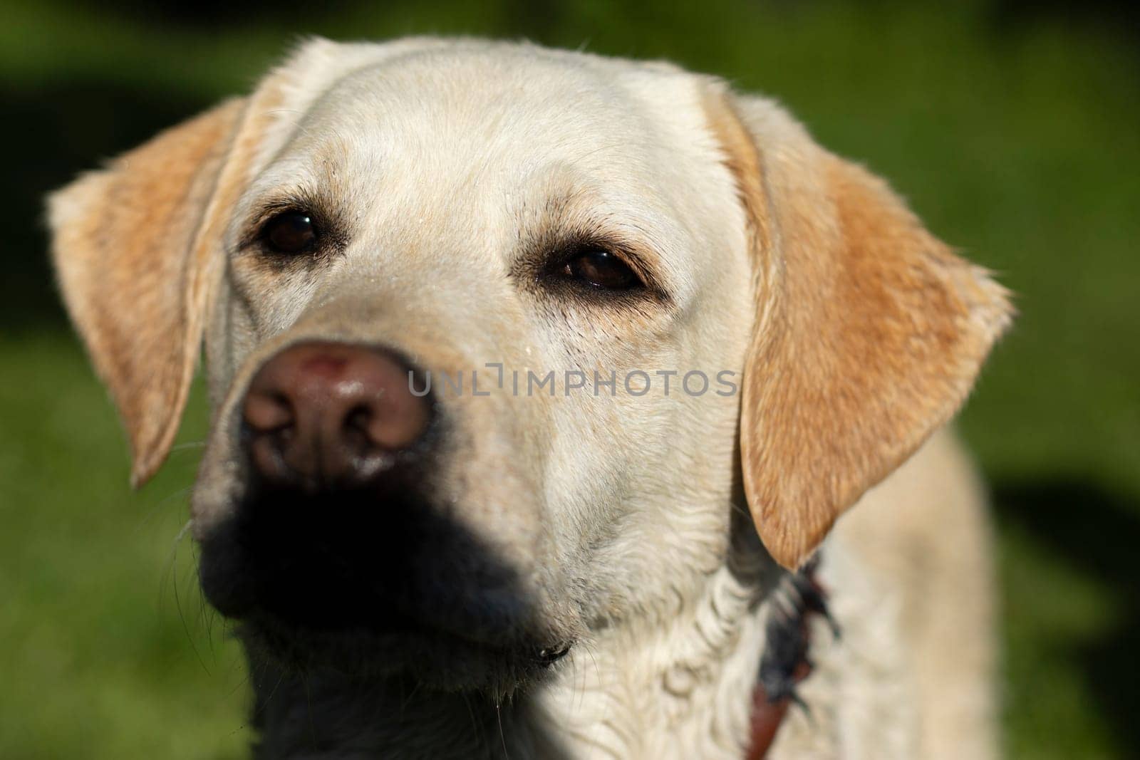 Portrait of Labrador. White Labrador in summer. Dog on walk. by OlegKopyov