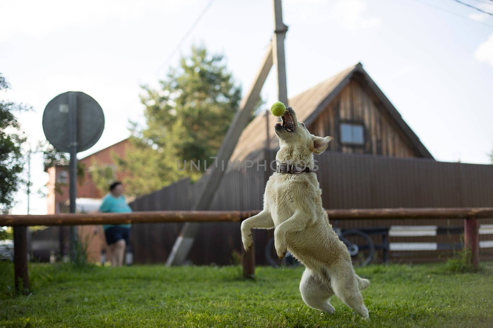 Dog jumps for ball. Playing with pet. Throwing tennis ball to dog. Walking with animal in summer.