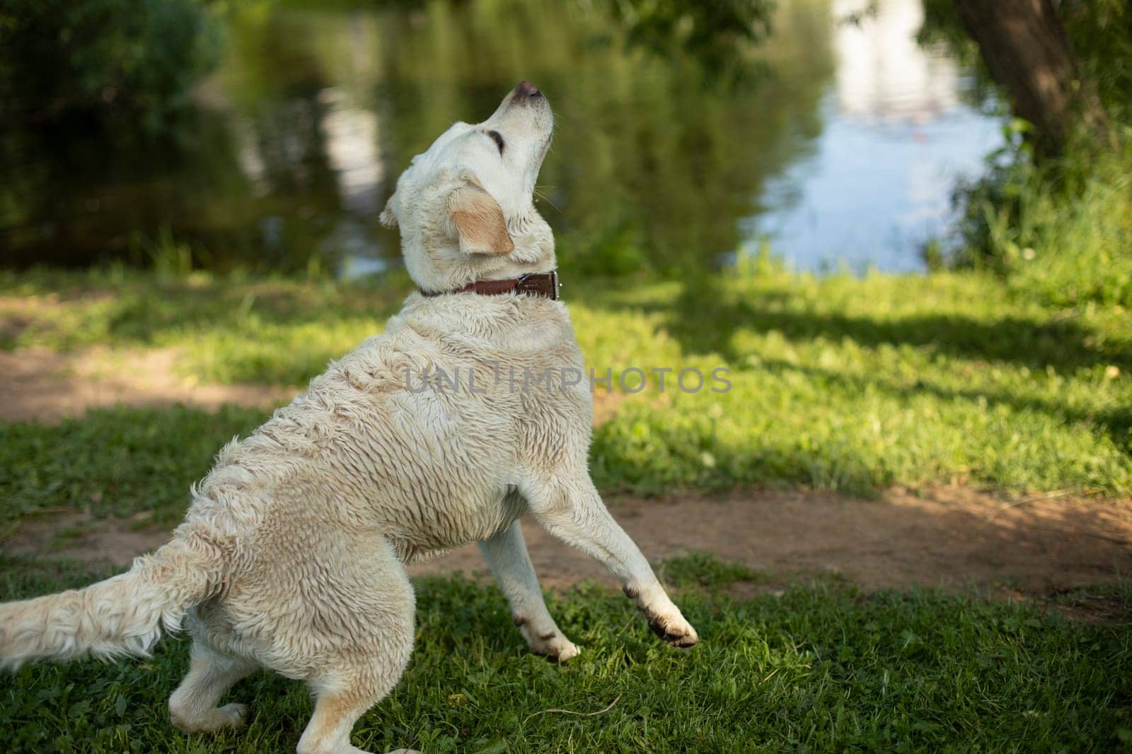 Dog prepares to jump for ball. Dog in nature in summer. by OlegKopyov