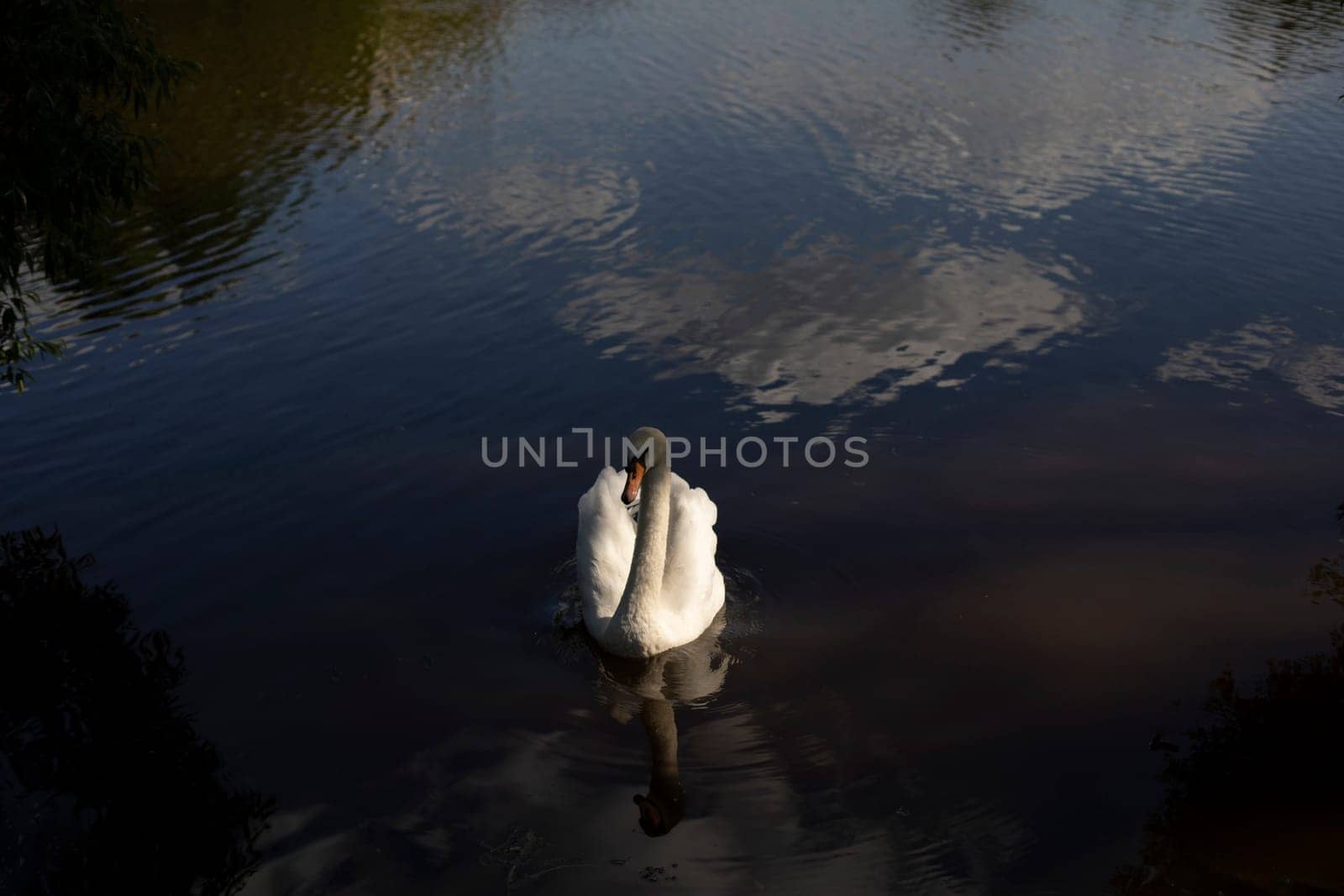 White swan in water. Waterbird on lake. White swan feathers. Animal on pond.